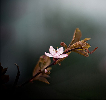 会员商城正版的免费攻击网站